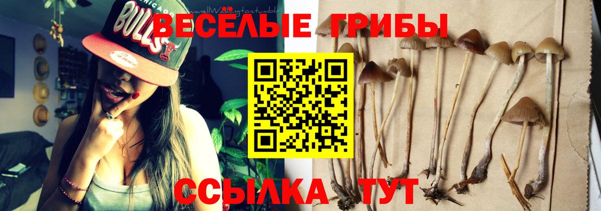 где найти наркотики  Вход с VPN  Заводоуковск  Псилоцибиновые грибы мицелий 