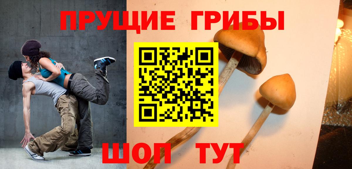 Псилоцибиновые грибы Cubensis Заводоуковск